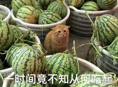 吃瓜拍戏,揭秘娱乐圈幕后故事