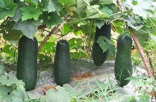 加v吃瓜南通,背后的故事与影响力