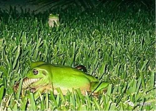 职业吃瓜青蛙,揭秘网络红人的幕后生活