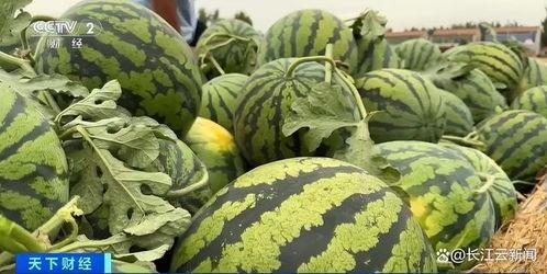 淄博曹村吃瓜,夏日炎炎，吃瓜群众欢乐多