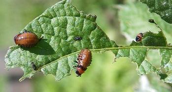什么虫吃蓝瓜种子,揭秘昆虫的神奇食趣