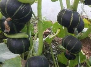 板栗瓜种子怎么吃,探索独特食用方法