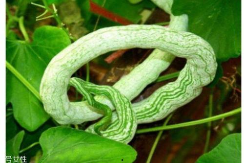 蛇瓜怎么吃要削皮吗,是否削皮，一看便知