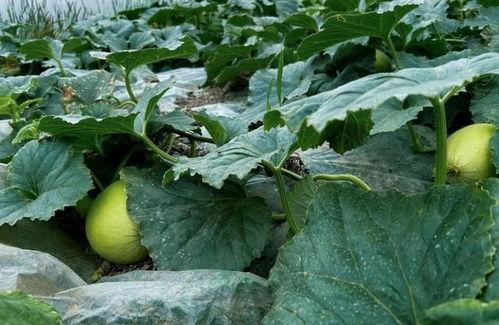 什么瓜成熟早吃,抢先品尝的甜蜜诱惑