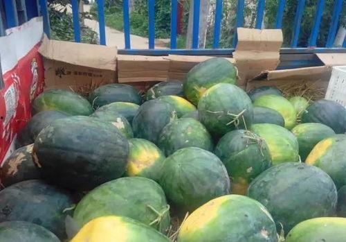 封丘鲁岗吃瓜,一场别开生面的吃瓜盛宴