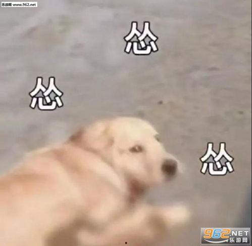 狗狗吃瓜表情视频下载,狗狗吃瓜表情视频萌翻网友