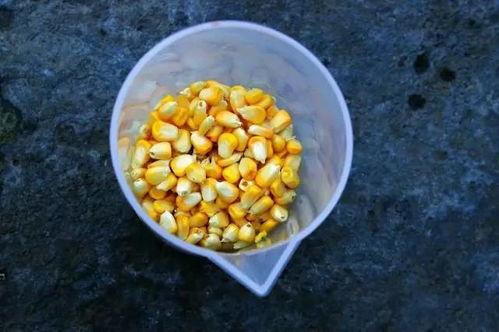 吃瓜的苞谷玉米,吃瓜群众的田间乐章