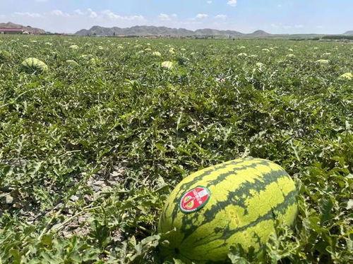 吃瓜来宁夏中卫,瓜果飘香，生态宜居的绿色家园