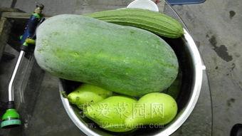 学校天台吃瓜,见证青春瓜语的秘密角落