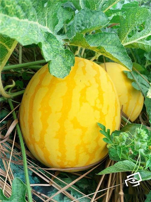 打起精神吃瓜,畅享瓜界盛宴！