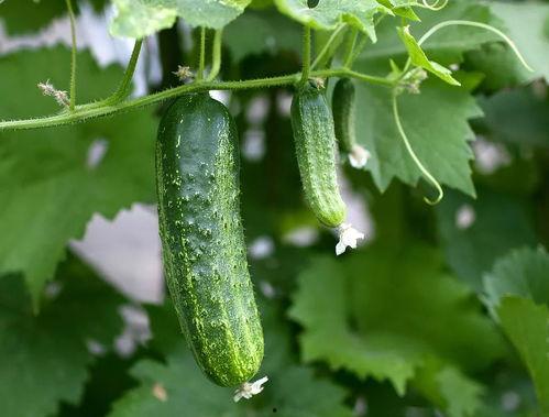 推荐吃瓜群,网络社交新潮流背后的故事