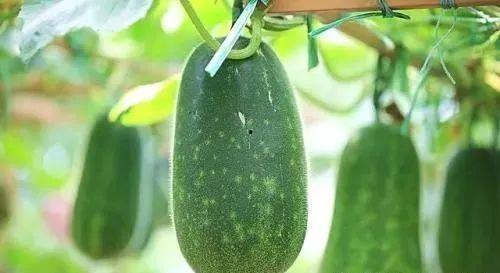 夏吃瓜中医