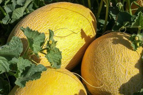 出圈吃瓜,出圈吃瓜，揭秘明星幕后故事