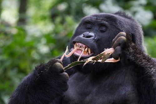 吃瓜变猩猩视频,揭秘神奇视频背后的科学奥秘